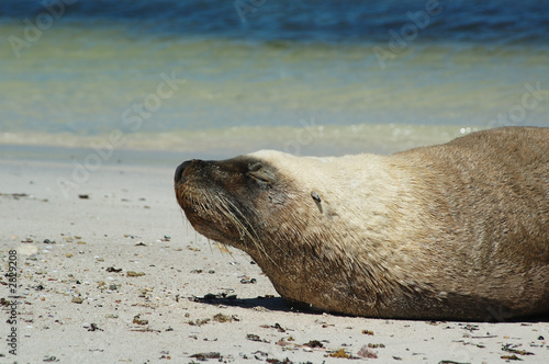 australian seal