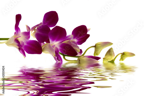 Fotografie, Obraz purple orchid