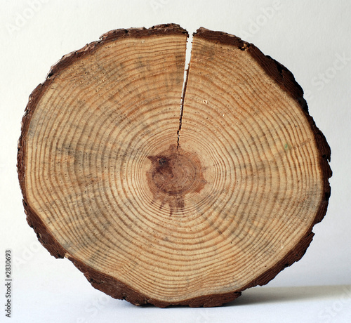 growth rings photo