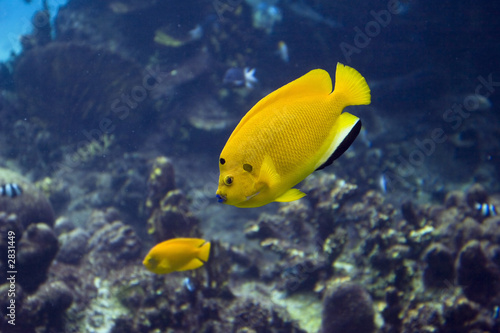 yellowfish