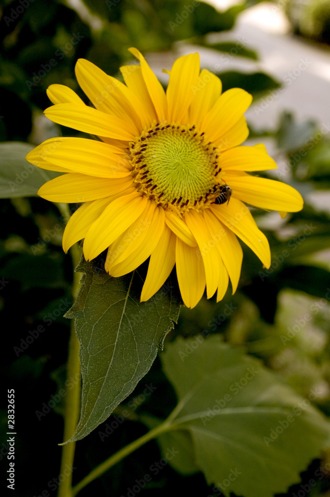 sunflower sunflower