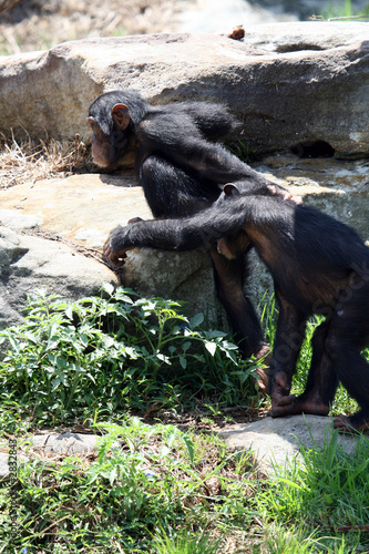 young chimpanzee walking together