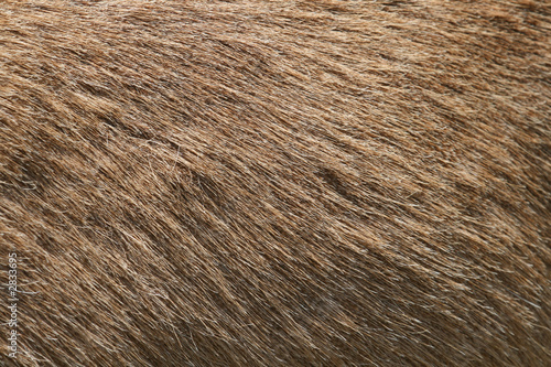 mammal hair texture