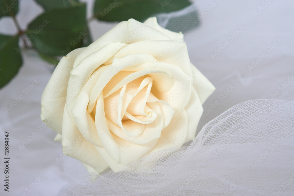bridal veil and rose bridal veil and rose