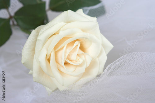 bridal veil and rose