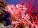 beautiful coral