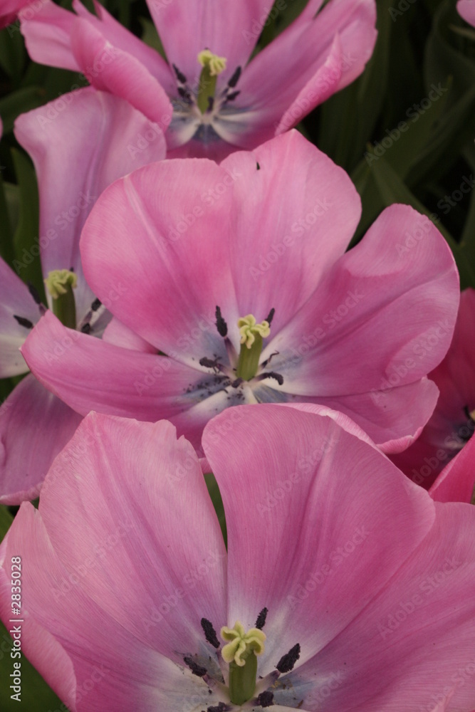 Obraz premium violet flowers
