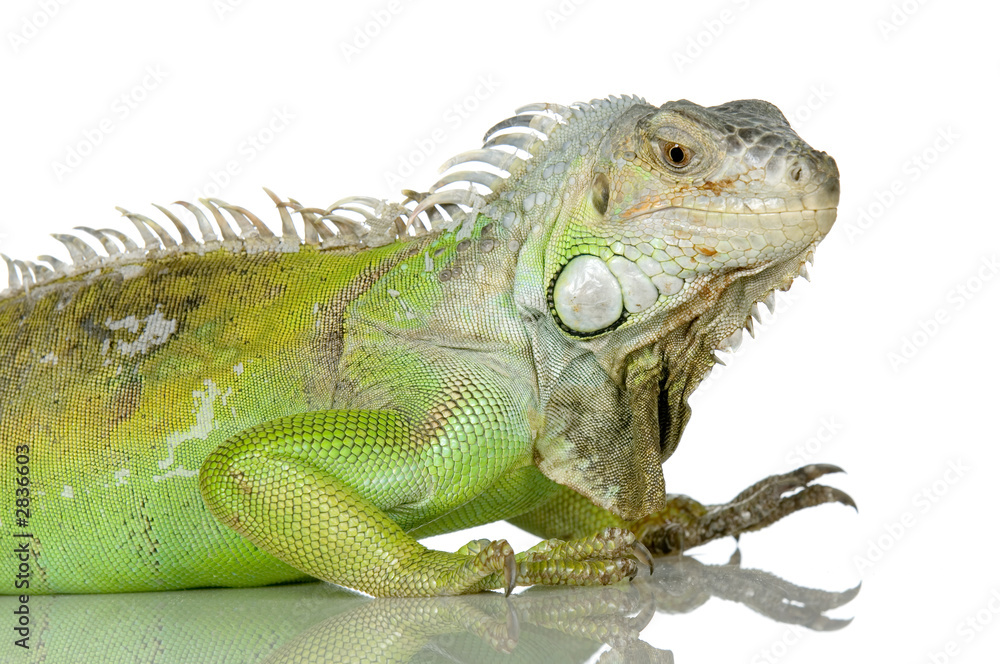Obraz premium iguane vert