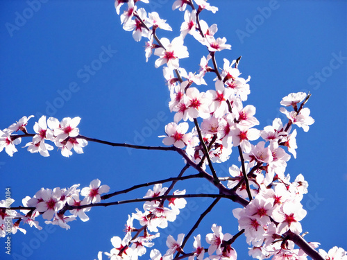 cherry blossom.