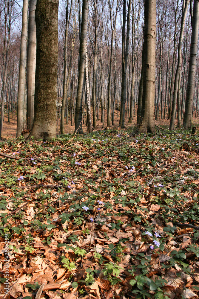 early spring forest early spring forest