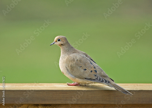 female mourning dove
