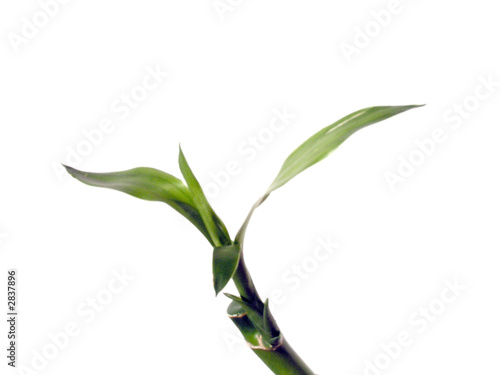 bamboo in the vase