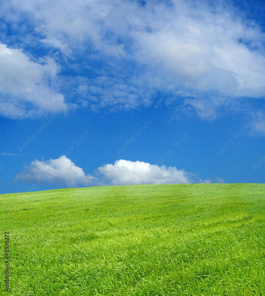 wheat field over beautiful blue sky 12