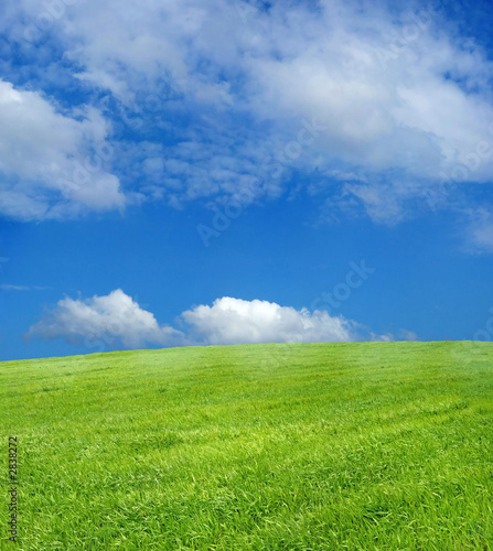 wheat field over beautiful blue sky 12