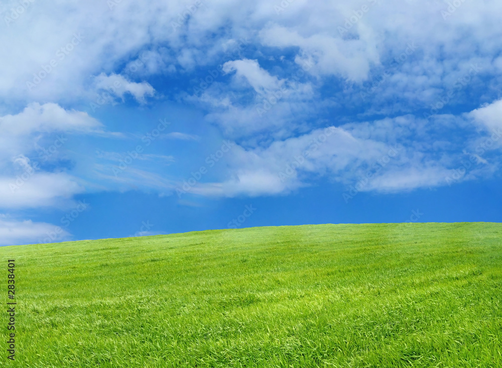 wheat field over beautiful blue sky 13