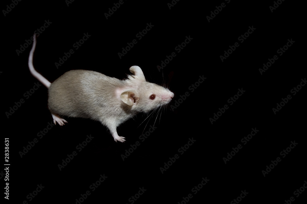 mouse