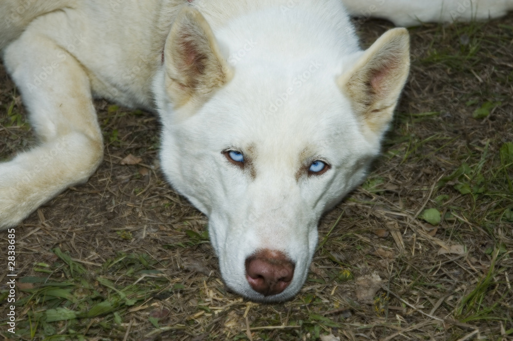 Obraz premium sled dog 1