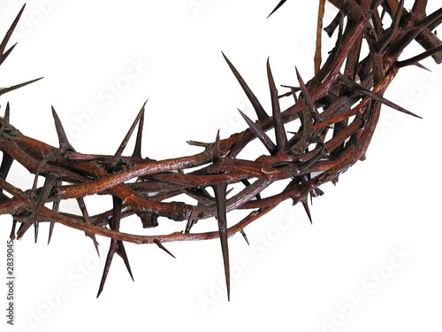 crown of thorns photo