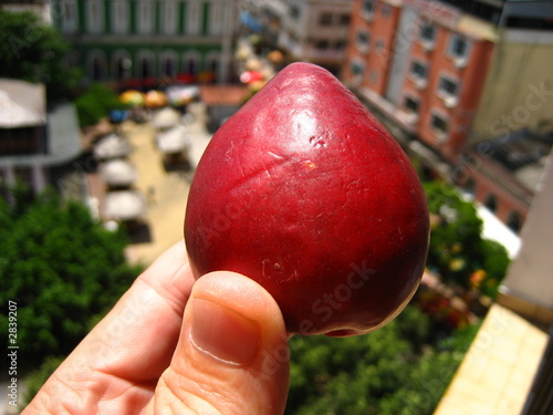 jambo frucht,  amazonas - brasil photo