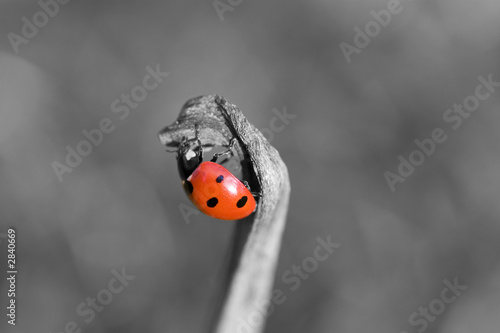 ladybird (ladybug)