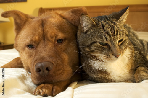 dog and cat relaxing
