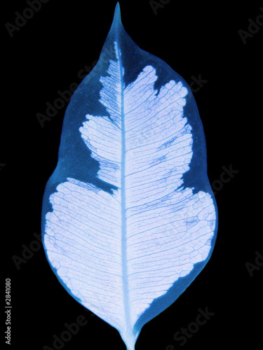 x-ray ficus benjamin