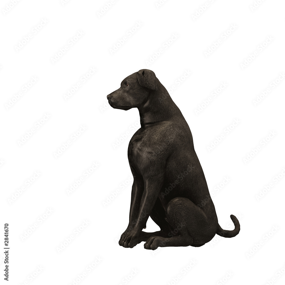 Obraz premium black labrador retriever - 01