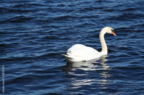 white and blue