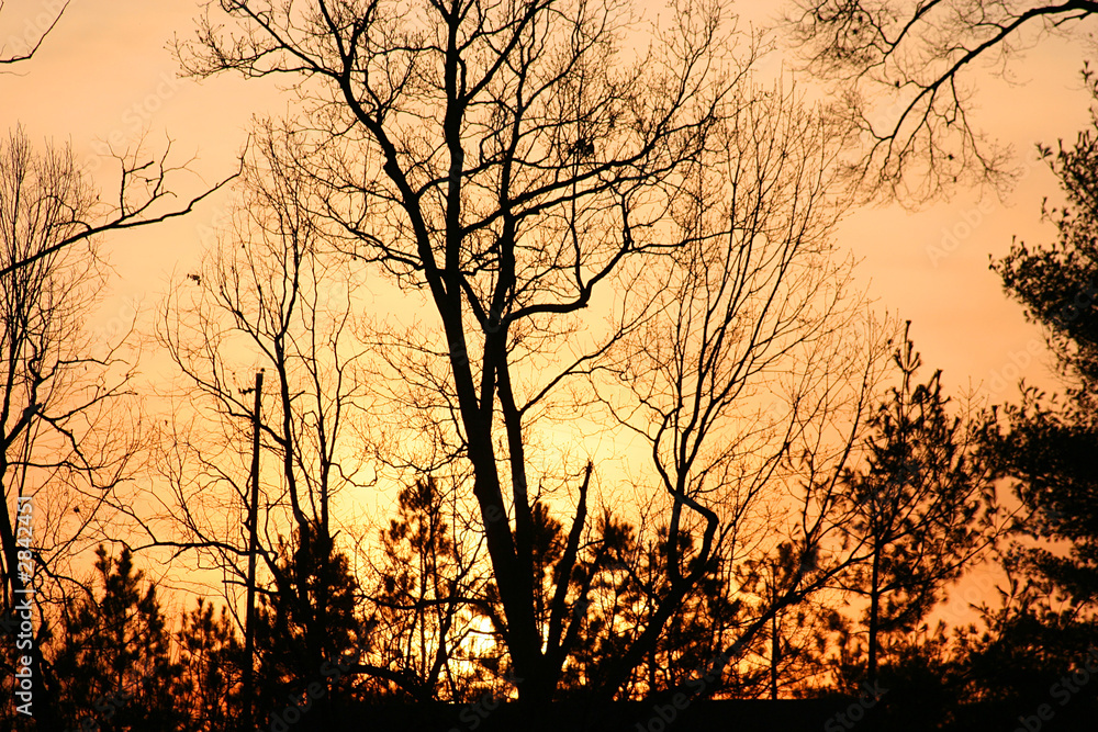 winter trees winter trees