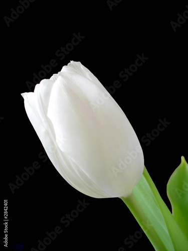 white tulip on black