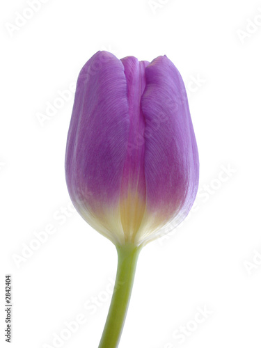 a purple tulip isolated on white