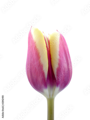 a purple and yellow tulip