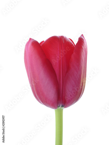 a red tulip isolated on white