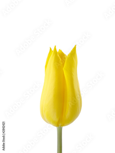 yellow tulip isolated on white