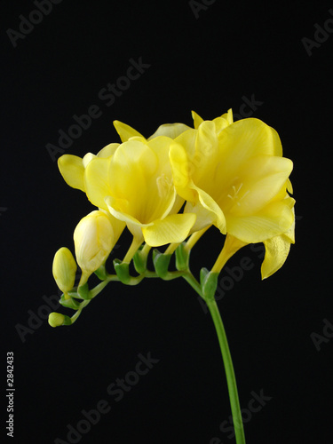 yellow freesia on black