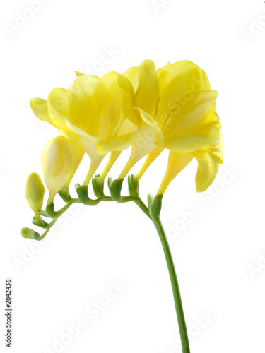 freesia isolated on white