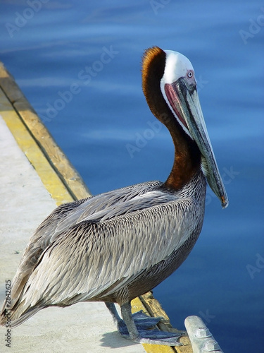 pelican photo