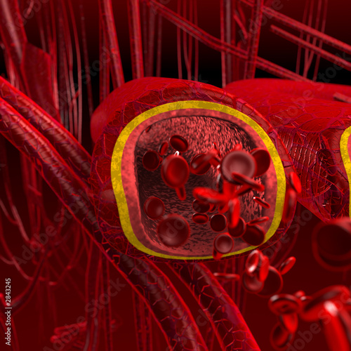 blood arteries and veins cut section photo