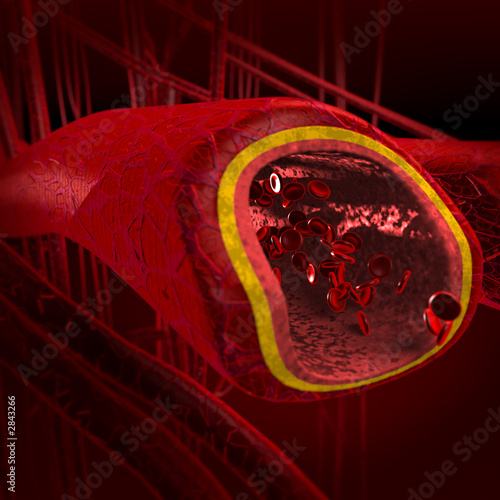 blood arteries and veins cut section