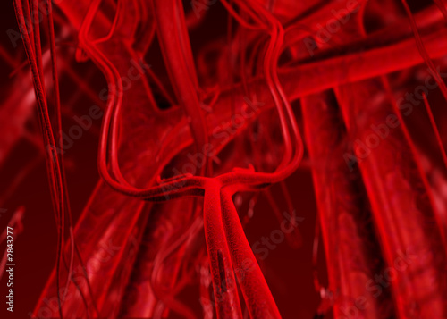 blood arteries and veins