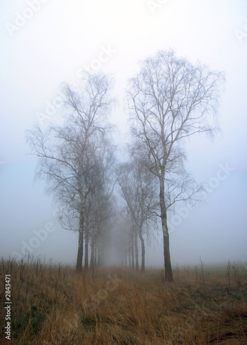birches in the mist