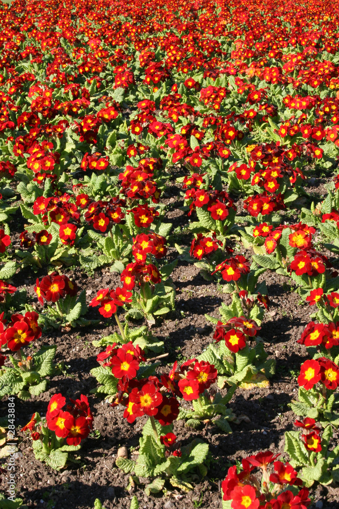 red flowers in spring