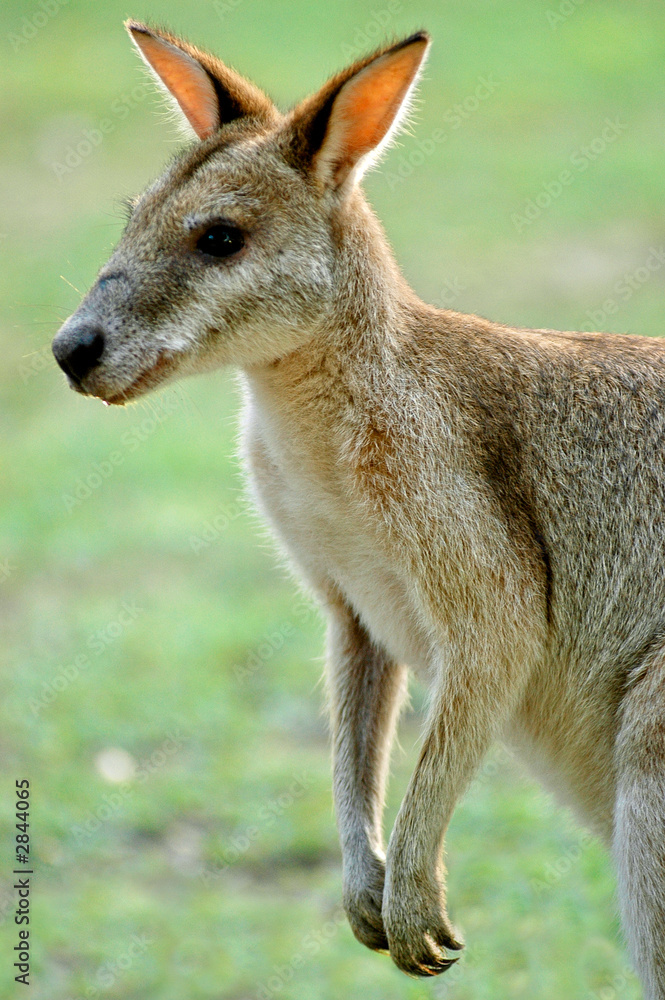 wallaby