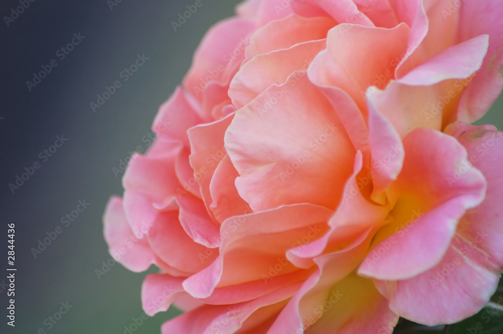 rose rose