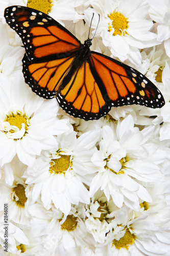 mariposa y flor