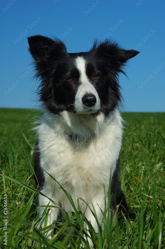 bordercollie