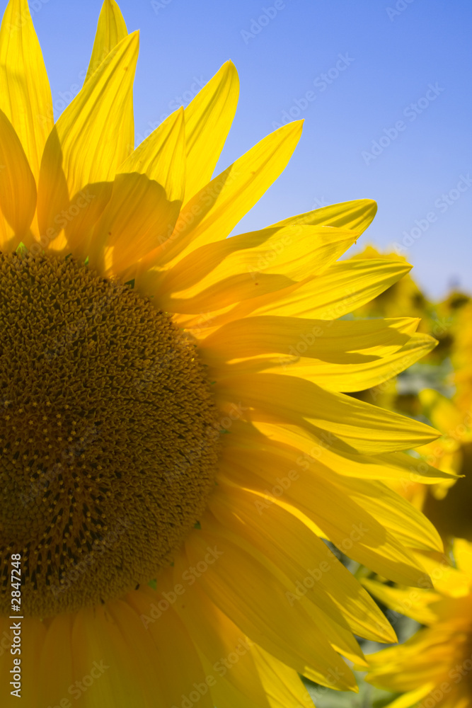 Fototapeta premium sunflower close-up detail 1