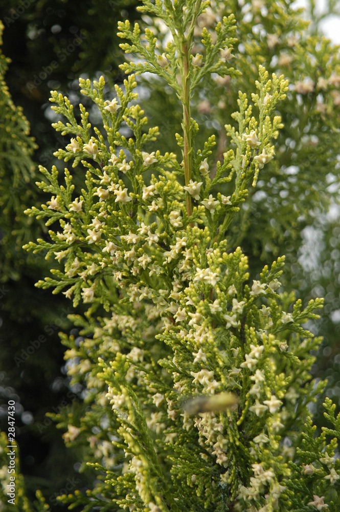 abeto-275 abeto-275