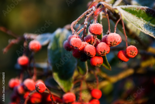 bright red berries covered in morning frost