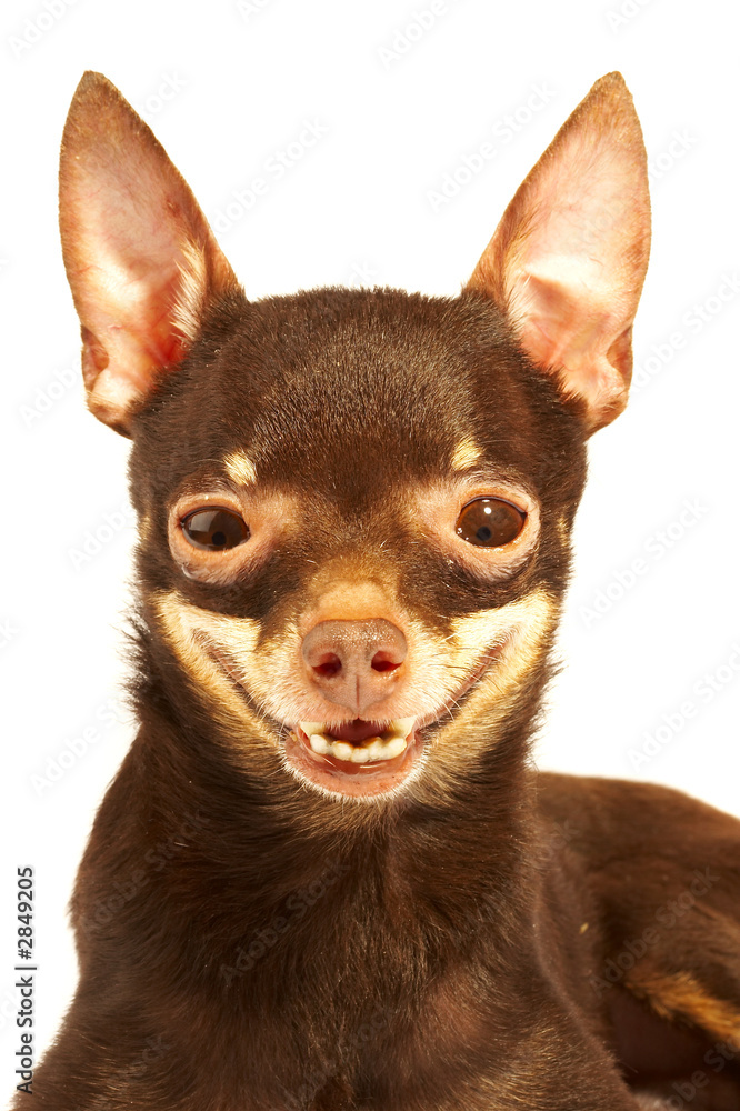 russian toy-terrier.ridiculous dog